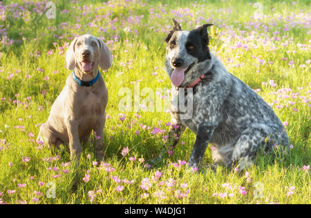 Two dogs sitting on a flowery meadow in evening sunshine Stock Photo