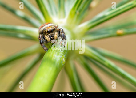 Beautiful Brilliant Jumping spider, Phidippus clarus, eating a bug while sitting on a dill stem right under the crown Stock Photo