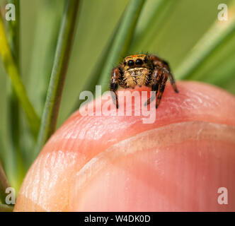 Beautiful but tiny Phidippus clarus, Brilliant Jumping Spider sitting on top of a finger tip Stock Photo