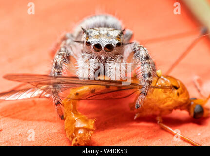 Immature Phidippus mystaceus jumping spider having lunch on a flying insect Stock Photo