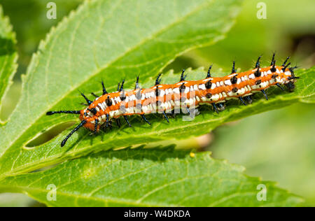 Variegated Fritillary butterfly caterpillar on a leaf of its host plant, the Passion Vine Stock Photo