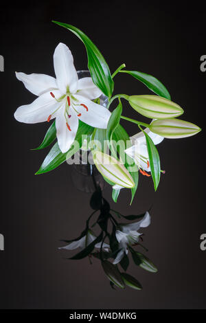 White lily in transparent vase, reflected on black glass background - vertical. Lilium Navona is an Asiatic lily hybrid variety of white lilies, used Stock Photo