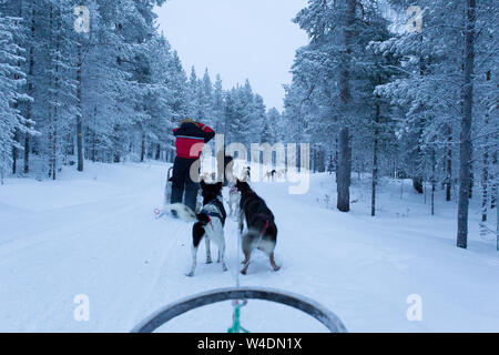 Saariselka, Finland - December 30, 2017: dogsledding in Lapland during polar night