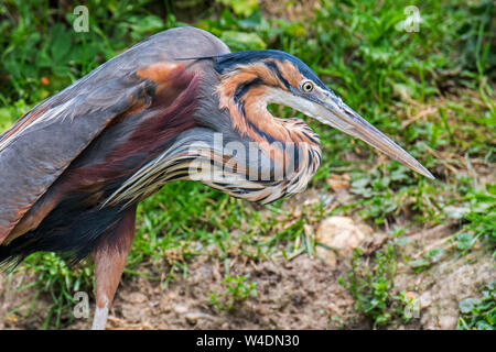 Purple heron (Ardea purpurea) native to Africa, Europe and Asia Stock Photo