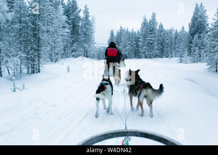 Saariselka, Finland - December 30, 2017: dogsledding in Lapland during polar night