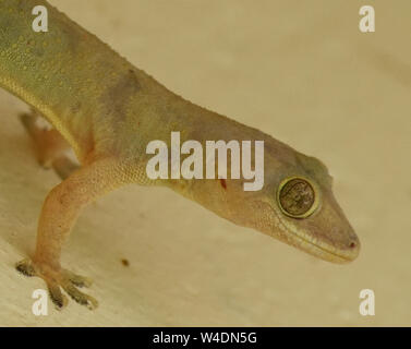 Close up portrait of a  Tropical house gecko ( Hemidactylus mabouia). Queen Elizabeth National Park, Uganda. Stock Photo