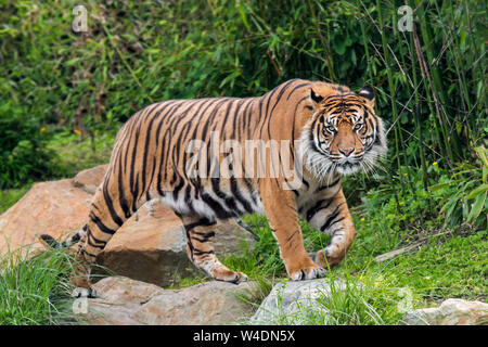 Sumatran tiger (Panthera tigris sondaica) walking in forest, native to the Indonesian island of Sumatra, Indonesia