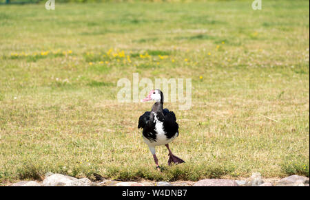 Spur-Winged Goose (Plectropterus gambensis) Stock Photo