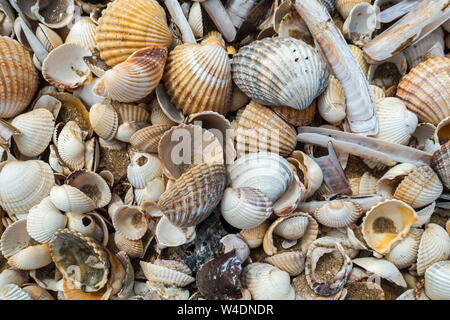 Complete and fragmented shells washed ashore on wrack zone / wrack line on sandy beach along the North Sea coast at low tide Stock Photo