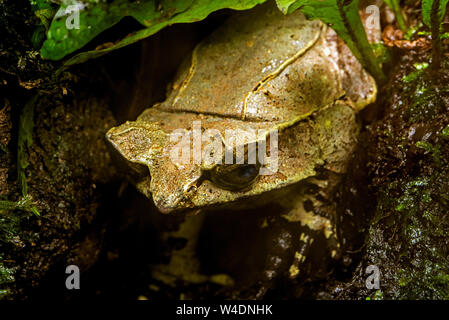 Long-nosed horned frog / Malayan horned frog / Malayan leaf frog (Megophrys nasuta) native to rainforests in Thailand, Malaysia, Singapore, Sumatra an Stock Photo
