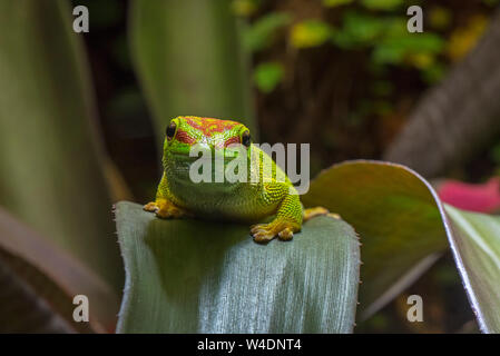 Madagascar day gecko (Phelsuma madagascariensis madagascariensis), diurnal species of gecko native to Madagascar, Africa Stock Photo
