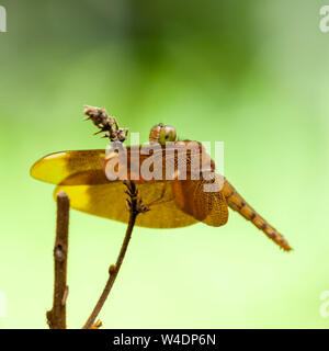 A Dragonfly on the Grass Stock Photo