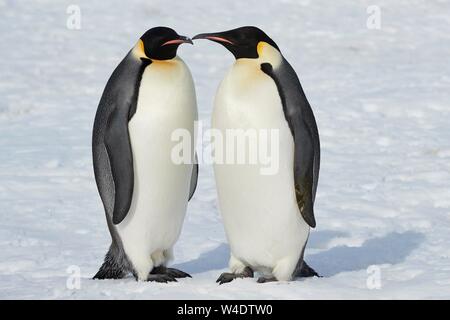 Emperor penguins (Aptenodytes forsteri), adult couple in ice, Snow Hill Island, Weddell Sea, Antarctica Stock Photo