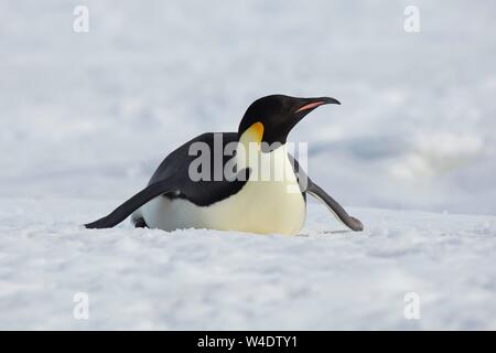 Emperor penguin slides on belly on the sea ice of the Ross Sea Stock ...