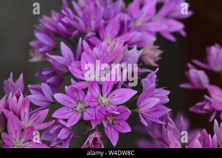 Close up of pink flowers on a one leaf onion (allium unifolium) plant Stock Photo