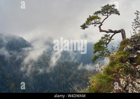 Lonely old pine on the top of Sokolica Mountain, Pieniny National Park, Poland, in rainy and foggy september day. Pieniny National Park - Polish: Pien Stock Photo