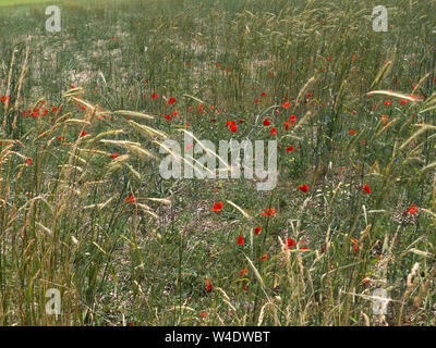 Tall dry grasses and red poppies blowing in the wind. Background. Stock Photo