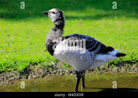 Profile view of young Barnacle goose, Branta leucopsis, standing in a puddle against green meadow on a sunny day of summer. Stock Photo