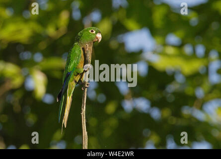 Olive-throated Parakeet (Aratinga nana) adult perched on dead snag   Linstead, Jamaica           December Stock Photo