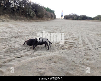 July 8, 2019, Laguna Beach, California, USA: A trail runner passes a Western Desert Tarantula (Aphonopelma chalcodes) on a sandy trail in Laguna Wilderness. Tarantulas are nocturnal predators that never venture far from their burrows unless it is mating season. In winter they plug their burrows with soil, rocks, and silk and survive in a relatively inactive state. During this time the animals live off stored fat reserves. Tarantulas have an interesting defensive capability in addition to venom. Some of the hairs on the top of the abdomen are specialized for defense. These urticating hairs, as Stock Photo