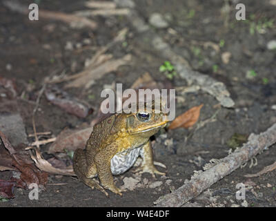 Cane Toad Rhinella marina Makira Island, Solomon Islands, South Pacific.  Introduced to Makira and now a major threat to native wildlife the toads hav Stock Photo
