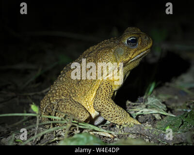 Cane Toad Rhinella marina Makira Island, Solomon Islands, South Pacific.  Introduced to Makira and now a major threat to native wildlife the toads hav Stock Photo