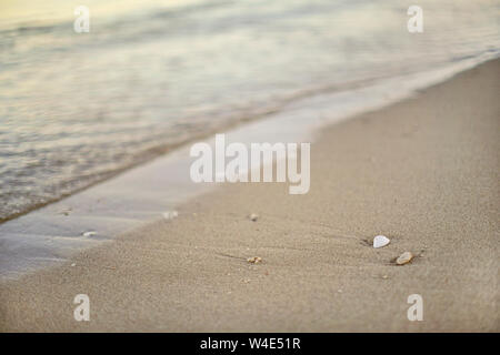 Detail on wet sand on the beach, blurred sea in background - shallow depth of field photo - only small white seashell in focus Stock Photo