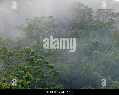 Primary tropical rainforest near Nara Makira (San Cristobal) Solomon Islands South Pacific Stock Photo