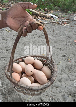 Megapode eggs harvested from nesting ground of Melanesian Megapode Megapodius eremita  Savo Island, Solomon Islands, South Pacific Stock Photo