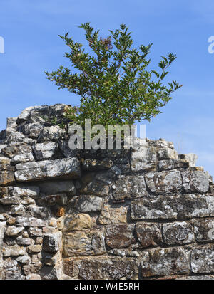 An elder tree (Sambucus nigra) growing on the ruined sandstone walls of Bayham Abbey, Bayham, Sussex, UK. Stock Photo