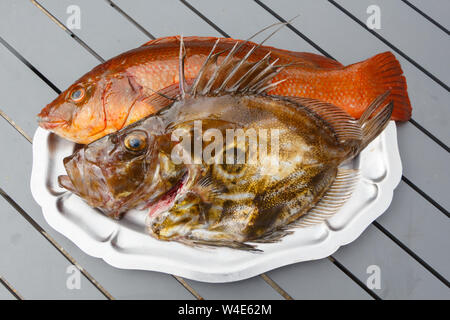 Orange ballan wrasse and brown St Pierre on a pewter dish after fishing in Brittany Stock Photo