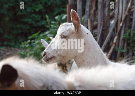 Closeup of a white goats head that is chewing hay in a stall, selective focus Stock Photo