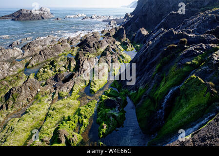 Pensport Rock and Damage Cliff, Damage Hue, North Devon, UK  View East towards Torrs Park, Ilfracombe Stock Photo