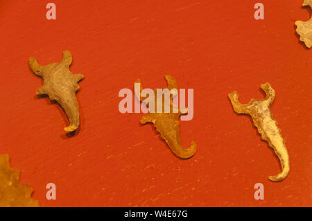 Guatemala, Antigua, stone carving artifacts on display at Colegio de la Compania de Jesus, Jusuit Monastery; Society of Jesus, established 1626, rebui Stock Photo