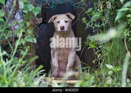 A sad dog looking towards the camera, the fence had an opening. Stock Photo