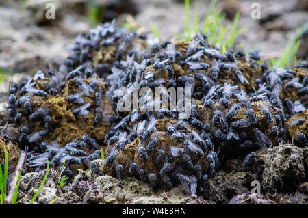 Flies on horse manure Stock Photo