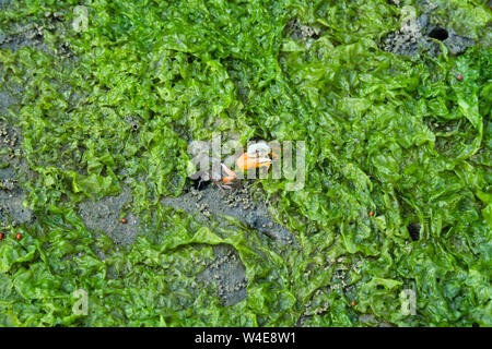 A small crab emerging from the low tide,visible grass can be seen Stock Photo