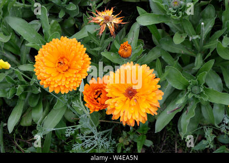 Pot Marigold flowers - Calendula officinalis Stock Photo