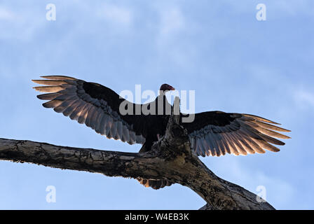 Huge Turkey vulture dries its wings on a dead branch Stock Photo