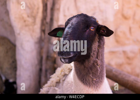 A traditional Black faced sheep penned and on display in the Nazxareth Village Open Air Museum in the North of Israel Stock Photo