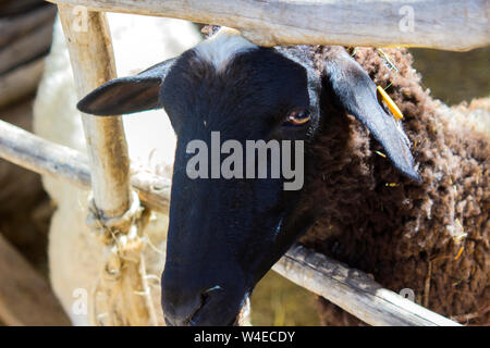 A traditional Black faced sheep penned and on display in the Nazxareth Village Open Air Museum in the North of Israel Stock Photo