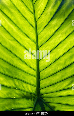 Abstract leaf vein patterns - British Columbia, Canada Stock Photo