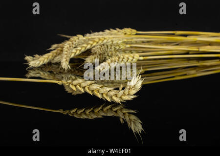 Lot of whole golden bread wheat ear one is in focus isolated on black glass Stock Photo