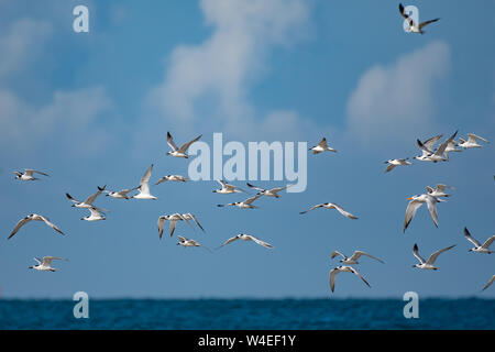 Shore birds flying along the beach in Florida Stock Photo