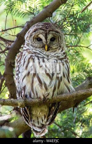 Barred owl (Strix varia) in Saxe Point Park iin Esquimalt - Victoria, Vancouver Island, British Columbia, Canada Stock Photo