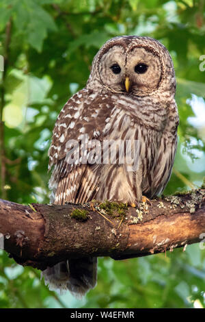 Barred owl (Strix varia) in Beacon Hill Park - Victoria, Vancouver Island, British Columbia, Canada Stock Photo