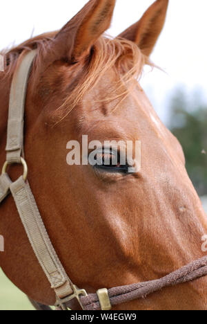 Side View Portrait of a Light Brown Horse Stock Photo