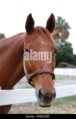 Light Brown Horse at the White Fence Front View Stock Photo