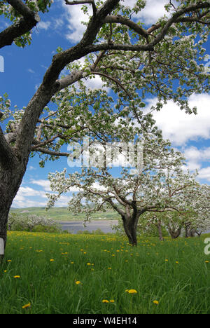 Beautiful Apple Trees in Full Bloom with Dandelions and Grass Stock Photo