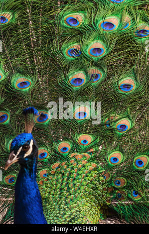 Image of a splendid Indian peacock (Pavo cristatus) fanning out its tail feathers. Stock Photo